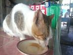 kenalkan-ini-tomas-kucing-yang-doyan-minum-white-coffe_20151101_235111.jpg