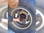 kepala-anak-anjing-terjepit-di-dalam-ban_20180524_205429.jpg