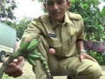 kepala-desa-kedunggading-saat-melihat-pisang-unik-yang-muncul-dari-tanah_20170206_154744.jpg