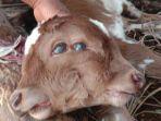 kepala-dua-sapi-dnajpg.jpg