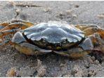kepiting-australia.jpg