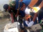 kepiting-hasil-tangkapan-tni-al-di-nunukan_20160624_141823.jpg