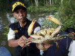 kepiting-sitaan-dilepas-liarkan_20160425_015409.jpg
