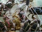 kepiting_20180901_185159.jpg