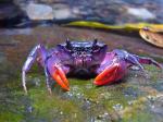 kepiting_ungu09876.jpg
