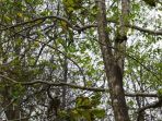 kera-ekor-panjang_20180907_145101.jpg