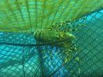 keramba-lobster-nih2.jpg