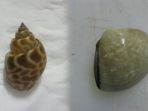 kerang_20180305_061145.jpg