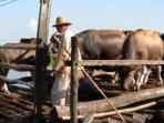 kerbau-banjar_20150908_113348.jpg