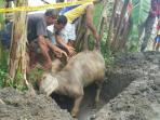 kerbau-mati-dikuburkan_20161102_192108.jpg