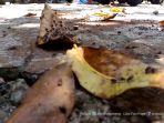 keresahan-warga-tempel-yang-diserang-ribuan-lalat-disemprot-pun-tak-mempan_20170315_154516.jpg