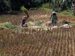 keringnya-irigasi-petani-sindangkerta-panen-padi-lebih-awal_20200727_221842.jpg