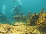 kerusakan-terumbu-karang-di-perairan-raja-ampat_20170315_202152.jpg