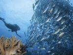 keseruan-diving-di-raja-ampat-indonesiatravel.jpg