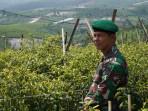 TNI AD Dorong Ketahanan Pangan Melalui Agroforesti Seluas 700 Hektar di Takokak Kabupaten Cianjur