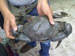 ketam-kalimangok-super_20160119_102242.jpg