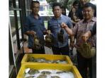ketam-tapak-kuda_20160614_070232.jpg