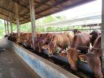 ketersediaan-daging-sapi-cukup-penuhi-kebutuhan-masyarakat.jpg