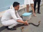 king-cobra_20160415_135638.jpg