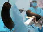 kisah-viral-dokter-keluarkan-365-kg-rambut-dari-perut-gadis-begini-akibat-jika-menelannya_20180729_144943.jpg