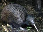 kiwi-bird-burung-kiwi.jpg