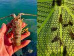 kkp-berhasil-kembangkan-teknologi-budidaya-lobster.jpg