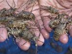 kkp-sosialisasikan-budidaya-lobster-ke-pembudidaya.jpg
