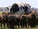 knickers-sapi-jantan-di-australia.jpg