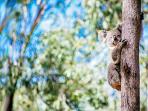 koala_20150512_094653.jpg
