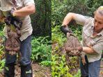kodok-raksasa-yang-dijuluki-toadzilla-ditemukan-di-hutan-hujan-australia-utara-33445.jpg