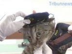 koko-chan-polisi-kucing.jpg
