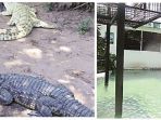 kolam-buaya-tempat-kejadian-miller-terjatuh_20180411_211337.jpg