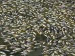 kolam-ikan-mati_20150813_212139.jpg