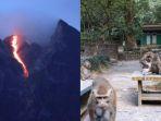 kolase-gunung-merapi-dan-sekelompok-kera-liar-di-boyolali-jawa-tengah.jpg