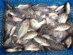 komoditas-ikan-nila-kkp1.jpg