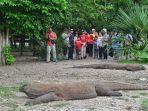 Merindukan dan Menjaga Komodo yang Mendunia