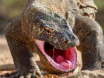 komodo-labuan-bajo-2.jpg