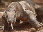 komodo_20160121_193313.jpg