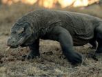 komodo_20180723_152408.jpg