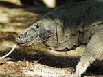 komodobar.jpg