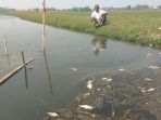 kondisi-ikan-di-saluran-irigasi-yang-mati-mengambang_20180705_225408.jpg