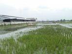 kondisi-sejumlah-sawah-di-sapan-desa-tegalluar-kecamatan-bojongsoang-kabupaten.jpg