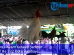 kontes-ayam-ketawa_20150518_001035.jpg