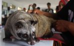 kontes-hewan-musang-nasional_20150105_132833.jpg