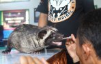kontes-hewan-musang-nasional_20150105_132922.jpg