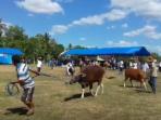 kontes-sapi-bali_20160902_172948.jpg