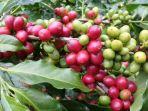 kopi-gayo-aceh.jpg