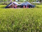 korban-gempa-cianjur-mengungsi-di-tengah-sawah_20221123_192837.jpg