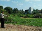 korban-mendapat-penanganan-medis-serius-akibat-diterkam-buaya-di-sekitar-lapangan-golf.jpg