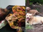 korban-tewas-digigit-anjing-pittbul-kiri-dan-anjing-yang-menggigitnya-kanan_20180121_162510.jpg
